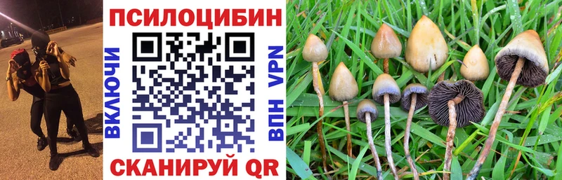 где продают   Пошехонье  Галлюциногенные грибы прущие грибы 